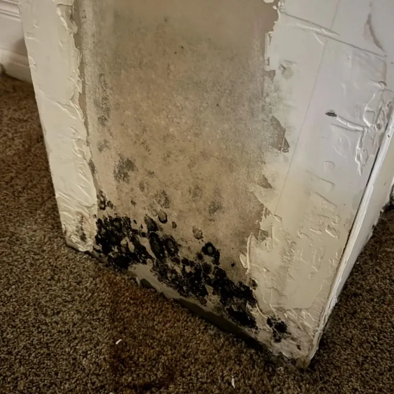Professional Mold Removal in City of Norfolk, VA